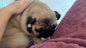 Мопсовлог #22. Почему Хлоя грустит /Мопс идеальная собака компаньон❤️