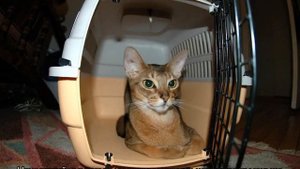 Как перевезти кошку в самолете: размер переноски