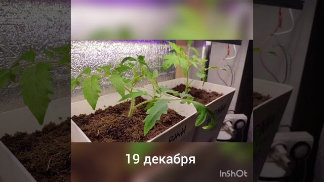 Томат Органза за 28 дней.29 декабря 2022 г. смотреть онлайн