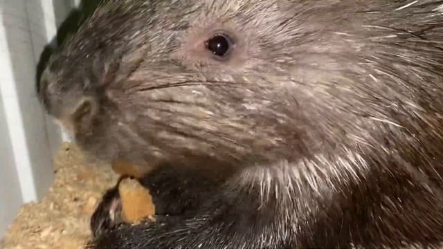 Как ест дикобраз смотреть онлайн