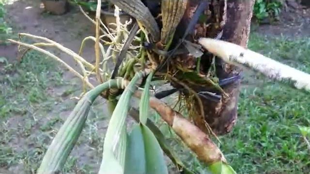 Fragrant Cattleya Hybrid NoID - w/ one single flower смотреть онлайн