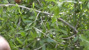 Выращивание гранат в открытом грунте.