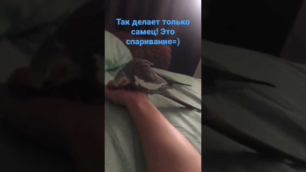 Самец кореллы, что же он делает с рукой? смотреть онлайн