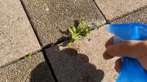 I sprayed the Weeds with THIS and was AMAZED by the Result 💥 (SUPER easy) 🤯