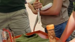 Como Park Zoo & Conservatory
| What To Do In Saint Paul