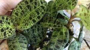 Macodes Petola, небольшие изменения в посадке