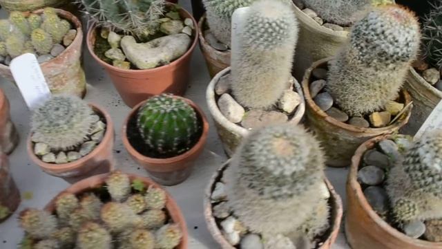 Разные виды кактусов в Ботаническом саду смотреть онлайн