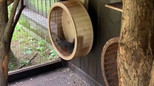 Белки едят грибы.Жизнь черных белок в неволе