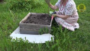 Выращивание арбузов в средней полосе. Часть 2. Высадка рассады в разные места и с разными условиями