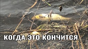 УЖАС ПОДНЯЛ ВОЛОСЫ НА ГОЛОВЕ. ПРИЕХАЛИ ОТКРЫВАТЬСЯ НА ПОПЛАВОК, А ЗДЕСЬ ТАКОЕ !!!