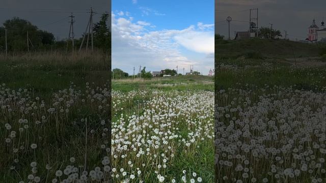 Как навсегда избавить огород от сорняков? смотреть онлайн