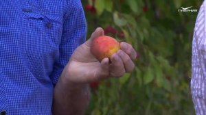 Сорта груши. Удачные заметки