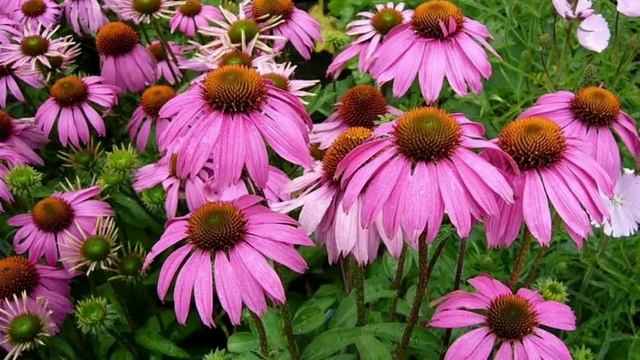 Низкое давление! Как поднять давление в домашних условиях ? смотреть онлайн