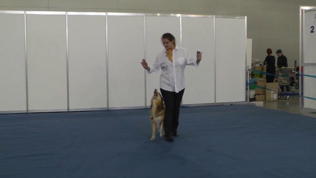 Танцы с собаками "Россия - 2015". смотреть онлайн