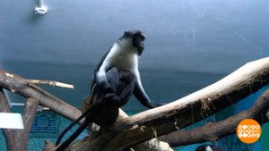 Яванская мартышка и семеро крольчат. Доброе утро. Фрагмент выпуска от 07.02.2024