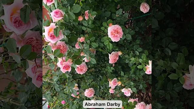 Кусочки лета! Обзор сортов роз! смотреть онлайн