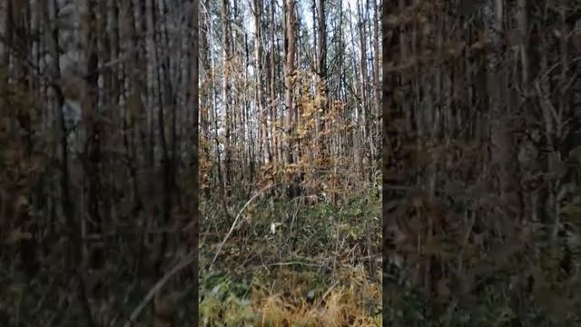 Лес скрипит и шетается. смотреть онлайн