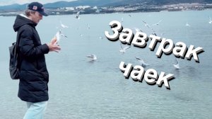 ВЛОГ Ранняя прогулка с чайками / Магнолии / Закат на Круче