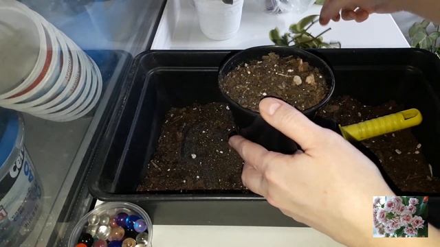 КОМНАТНЫЕ РАСТЕНИЯ.ЦВЕТОЧНЫЕ ДЕЛА.