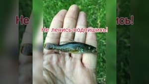 РОТАН. РАССКАЗ О РЫБЕ РОТАН. ПОВАДКИ, МЕСТА ОБИТАНИЯ, СПОСОБЫ ЛОВЛИ. ВСЕ О РОТАНЕ ПОДРОБНО. РОТАН.
