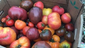 Семена томатов , которые я заказывала у коллекционера томатов