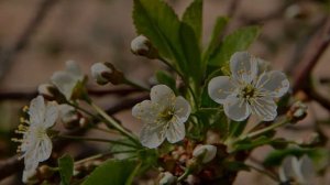 Вишня для Ленинградской области: лучшие сорта