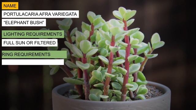 Portulacaria afra variegata "Elephant Bush" смотреть онлайн