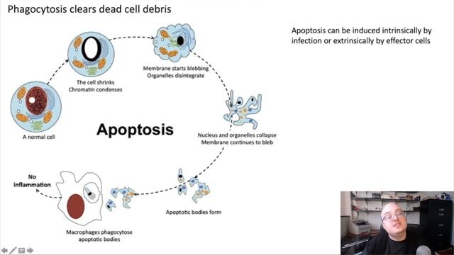 2.5: Phagocytosis and Programmed Cell Death смотреть онлайн