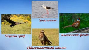 Урок экологических знаний Птицы Краснодарского края