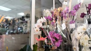 Обзор растений из магазина Камелия