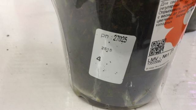 Роскошный завоз орхидей с названиями в Леруа Мерлен 23. 07.2019 г по самой низкой цене в городе) смотреть онлайн