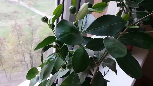 Каламондин, цитрофортунелла смотреть онлайн