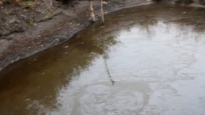 Выращивание карпа в маленьком пруду возле дома, эксперимент.