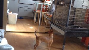 Попугай жако Гоша и собака чихуа-хуа Боня