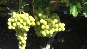 ОЧЕНЬ РАННИЕ СОРТА ВИНОГРАДА ЛОРА (ФЛОРА), БЕЛОСНЕЖКА, ДАРИНА