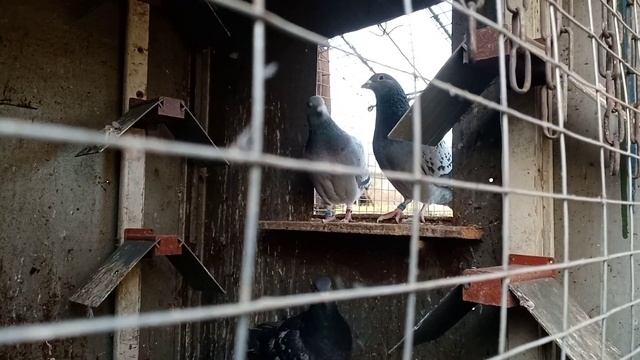 СПОРТИВНІ ГОЛУБИ РОЗПОЧИНАЮ ГЕНЕРАЛЬНЕ ПРИБИРАННЯ GOLEBIE POCZTOWE SPORT PIGEONS
