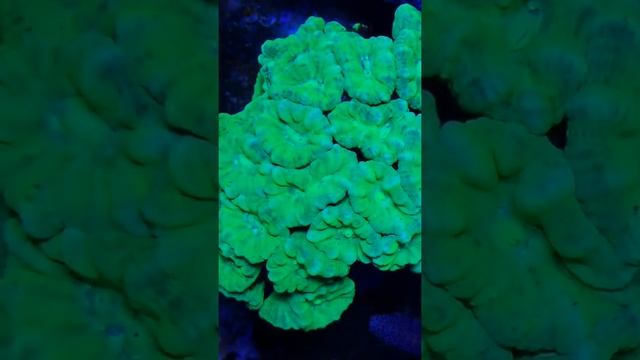 Кауластрея леденец, цвет ультра грин. смотреть онлайн