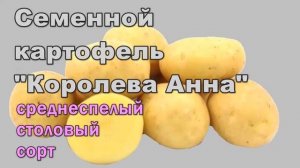 Самые Урожайные Сорта Картофеля