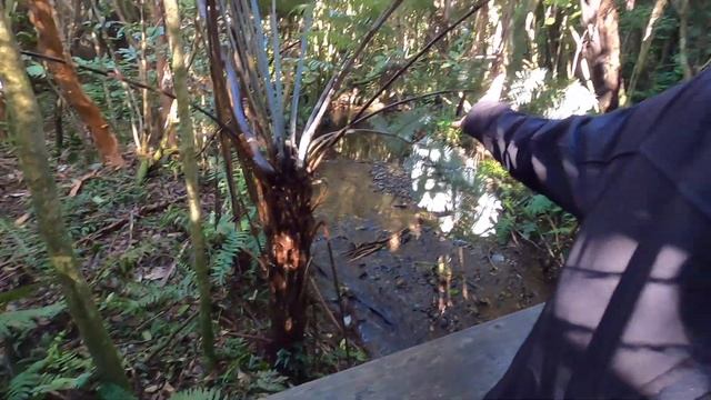 Zealandia ?? Earth's 8th Continent Ecosanctuary | Wellington New Zealand | 197 Countries, 3 Kids смотреть онлайн