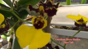 Oncidium Moon Shadow Tiger Tail