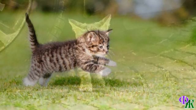 Котенок закричал и бросился бежать. Наглая ворона не отставала и продолжала тюкать малыша в шею смотреть онлайн