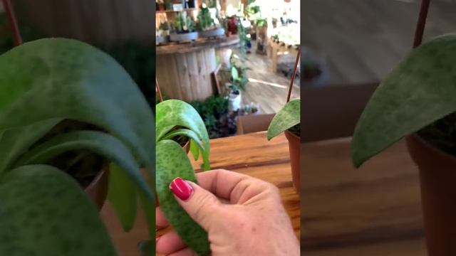 Drimiopsis смотреть онлайн