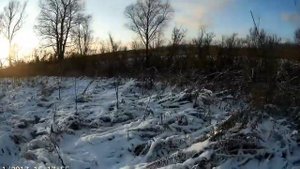 Охота с эстонской гончей!Как не надо делать!