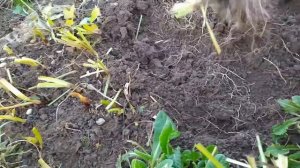 Шпрекелия (Спрекелия) - луковичный цветок выращиваю в открытом грунте. Как выкопать и хранить зимой