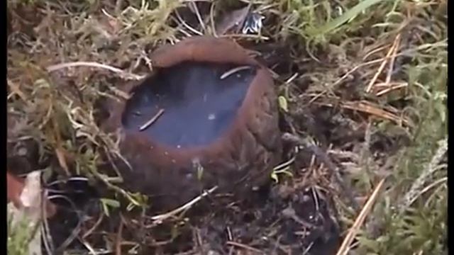 Редкие грибы. Саркосомы. Молодильные грибы в Смоленске. Грибы Апреля. смотреть онлайн