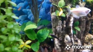 Рыбка Гиринохейлус (водорослеед)