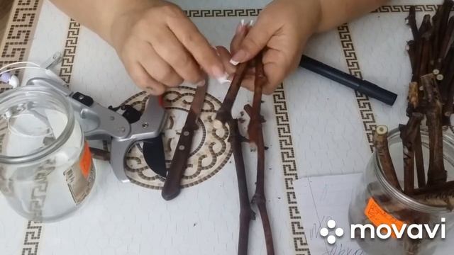 Как укоренить виноградные черенки весной /Несколько правил 100% укоренения лозы ?? смотреть онлайн