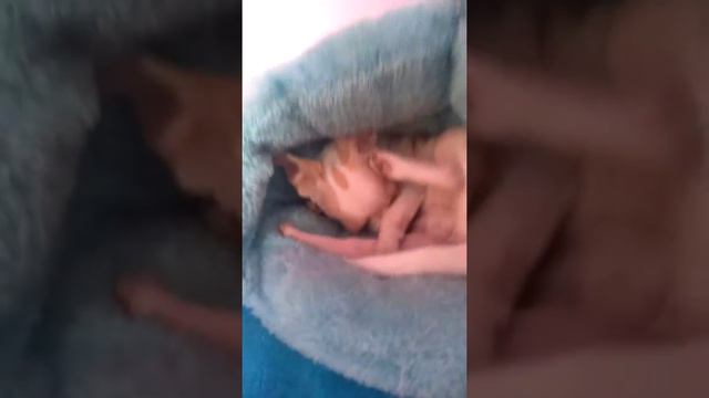 Чихуахуа Елисей 7 месяцев