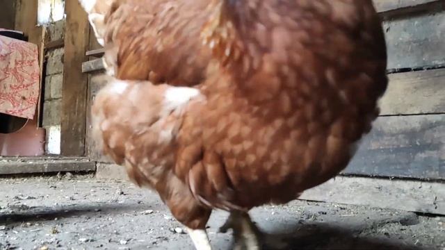 Бабушкины пироги