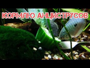 КОРМЛЮ АНЦИСТРУСОВ ОГУРЦОМ